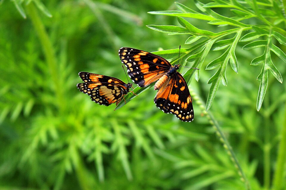 Butterflies green nature