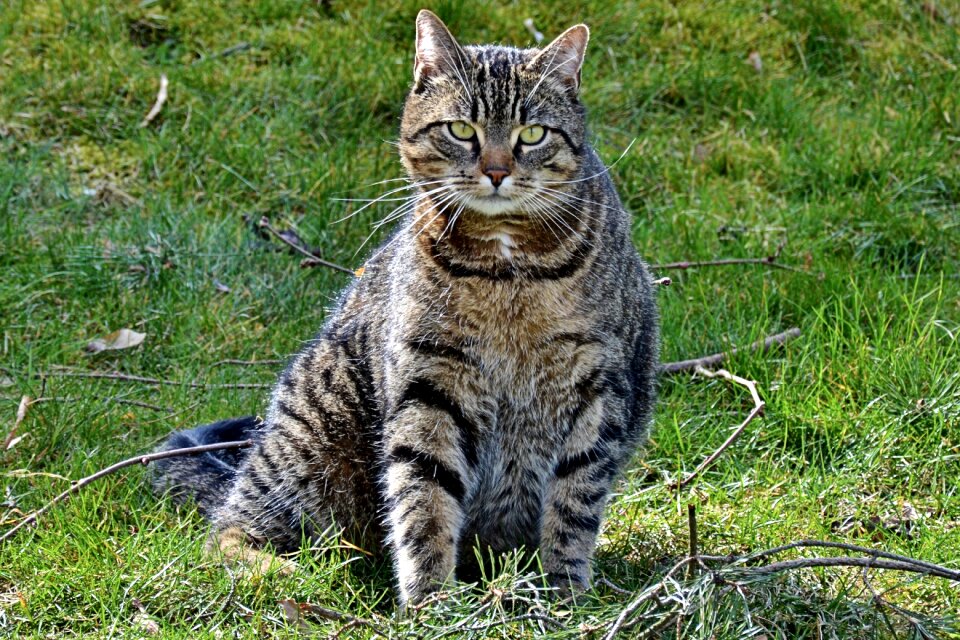 Nature mieze animals