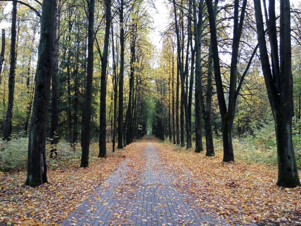 Nature golden autumn autumn forest