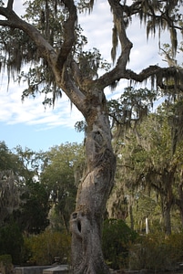 Moss cemetery savannah