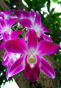 Orchids month nature flowers photo