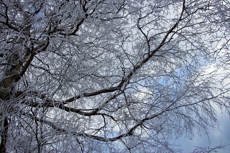 Winter trees snow landscape photo