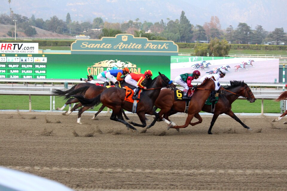 Thoroughbred jockey