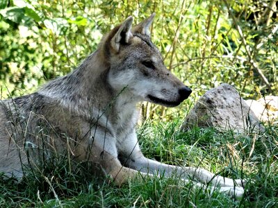 Canis lupus hundeartig profile
