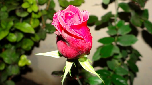 Nature flowers plants
