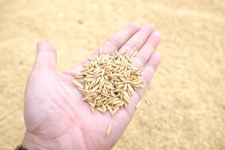 Plant agriculture harvest