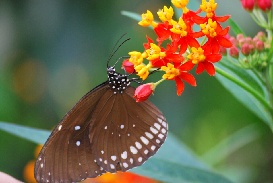 Insect beauty colorful