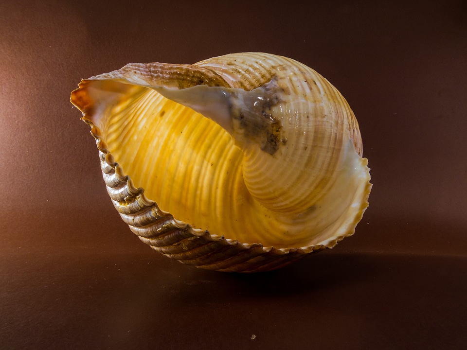 Shell snail close up