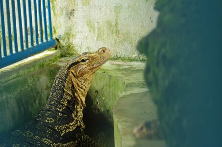 Reptile zoo wild