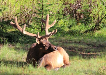 Animals horns sunshine