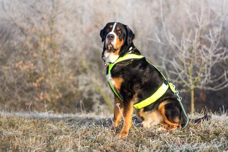 Dog nature winter