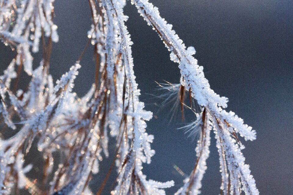 Nature frozen season
