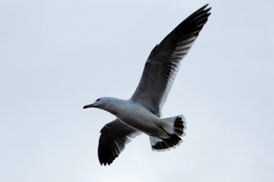 Seagull seabird wild animal