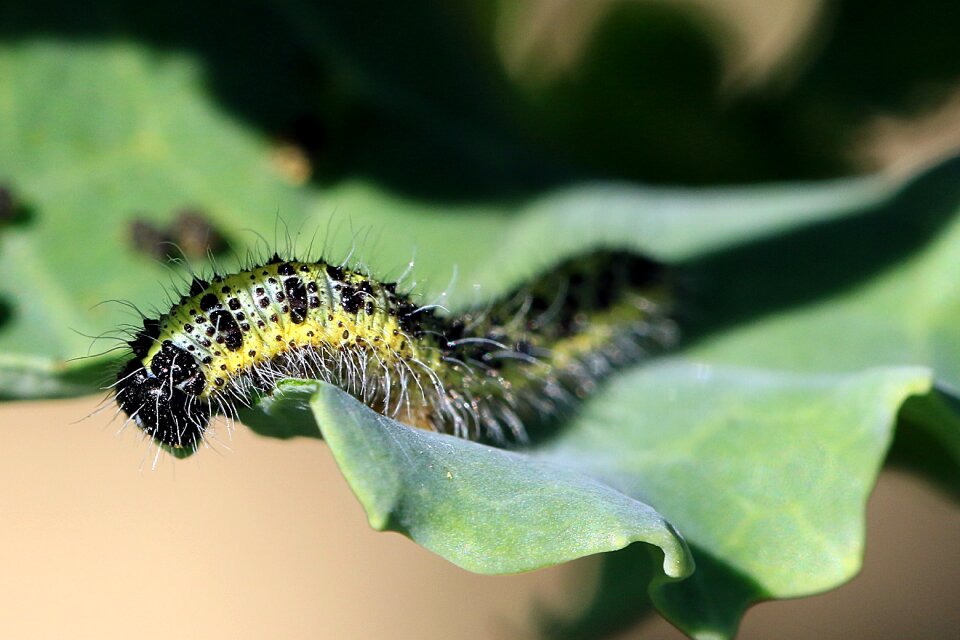 Glutton offspring butterfly