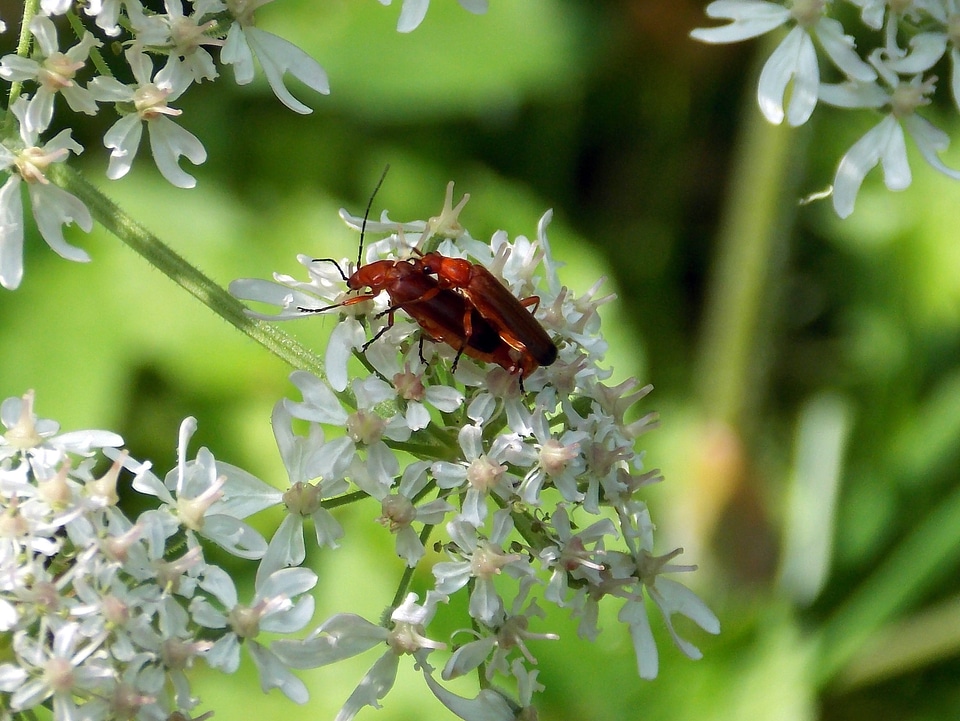 Insect reproduction nature