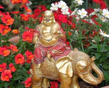 Golden elephant white flowers summer