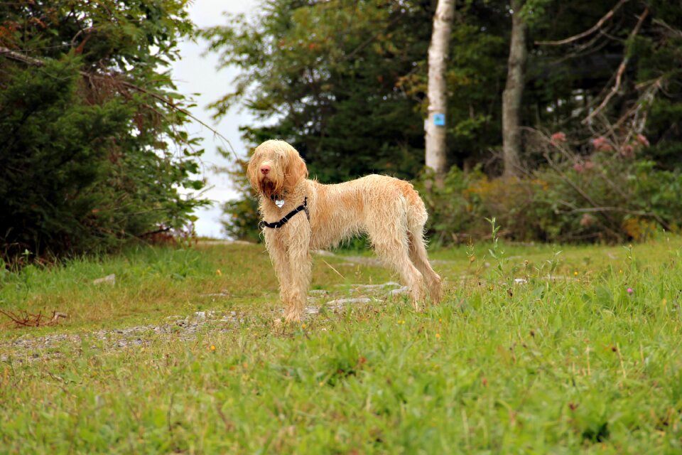 Big dog domestic animal wood