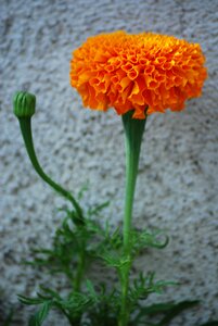 Flora plant bud