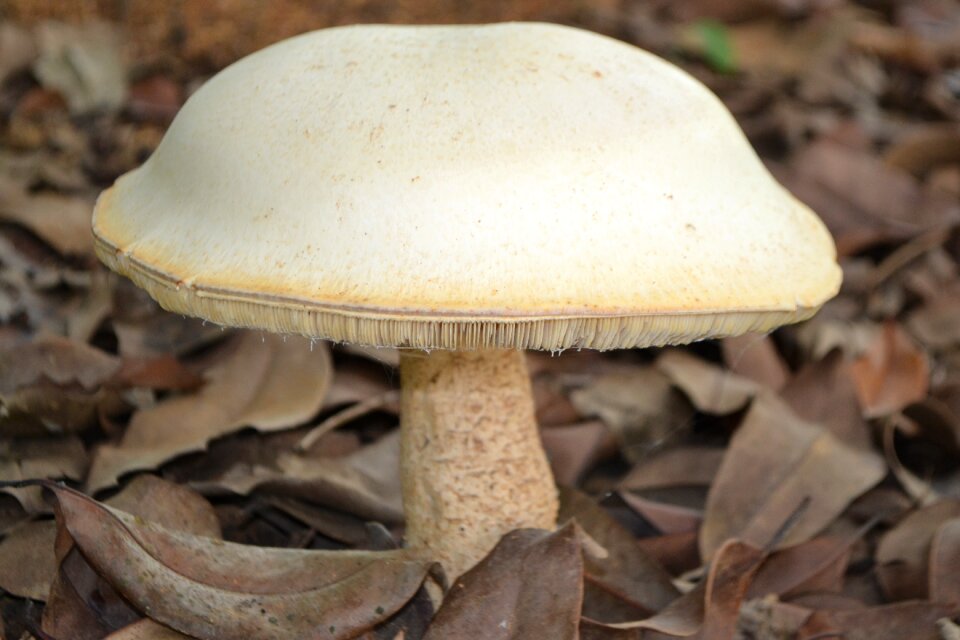 Mushroom biggest mushroom i have ever seen nature