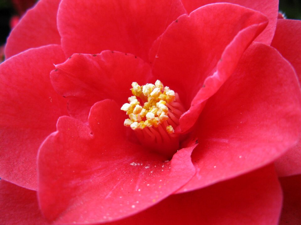 Close up flower nature