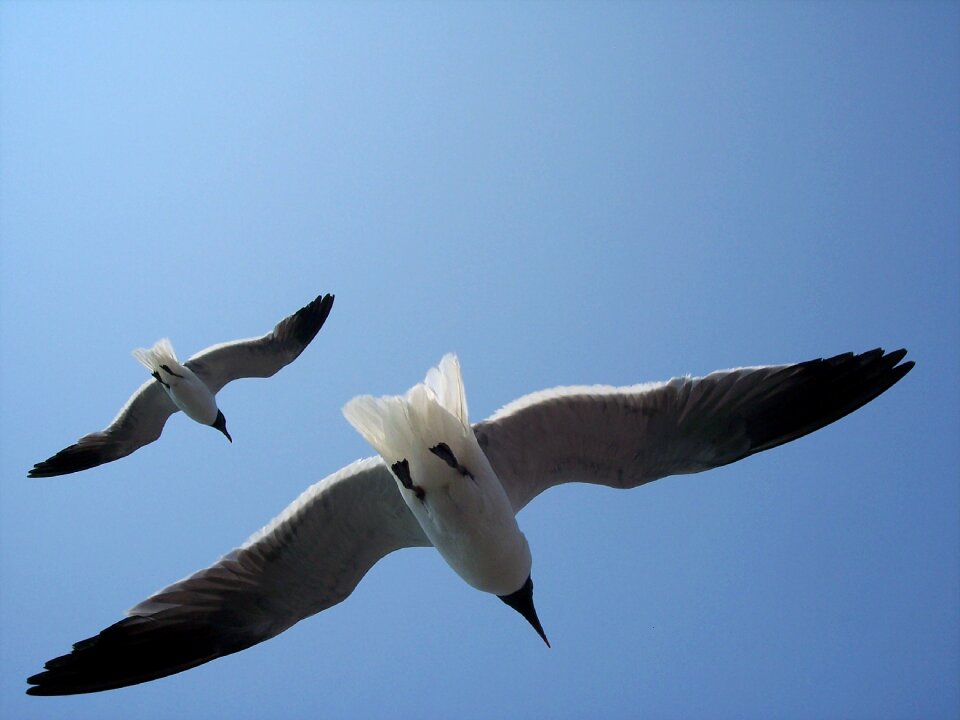 Animal wildlife ocean