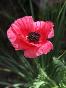 Nature plant floral