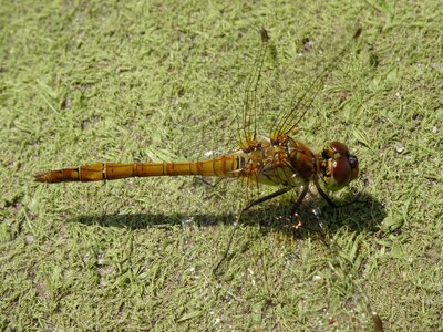 Insect creature wand dragonfly photo