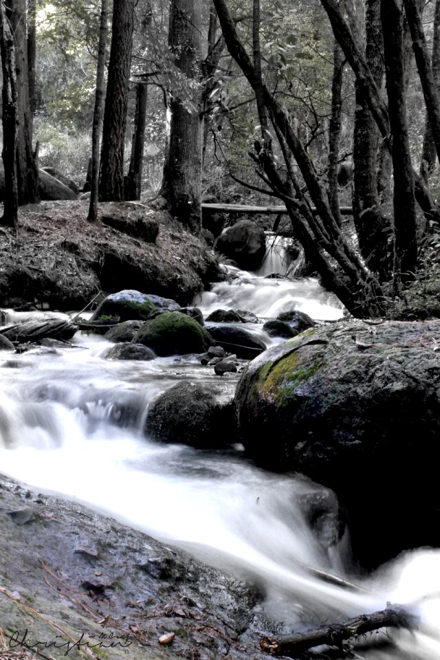 Waterfall forest vegetation photo