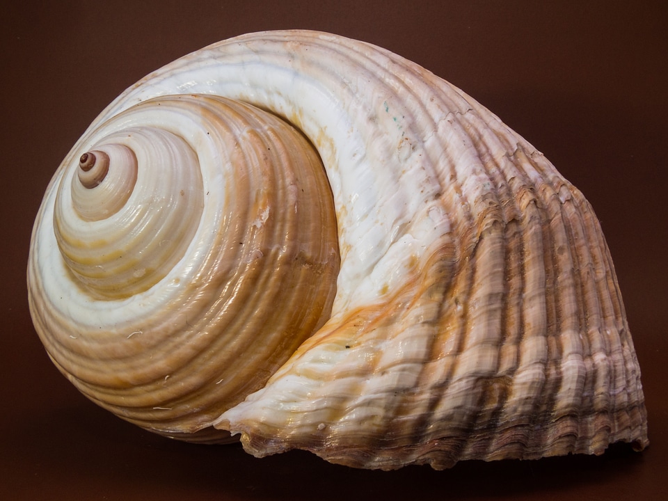 Shell snail close up