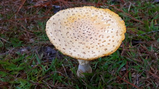 Fly agaric toadstool cap photo