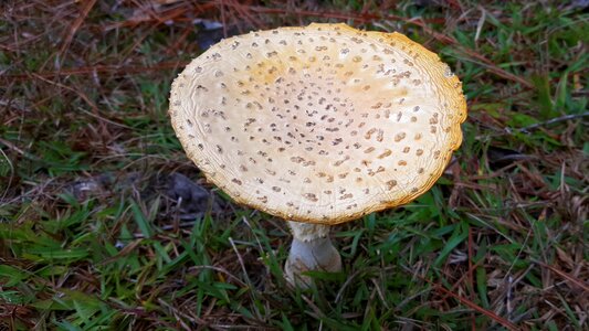 Fly agaric toadstool cap