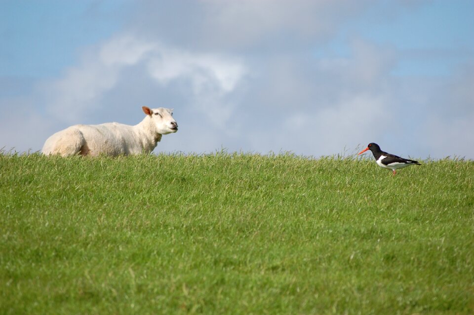 Sheep north sea deichschaf