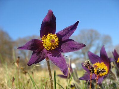 Spring flowers purple