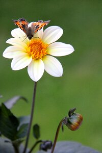 Yellow plants winged insect photo