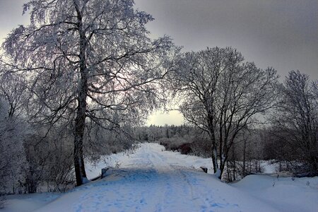 Snowy tree backlighting photo