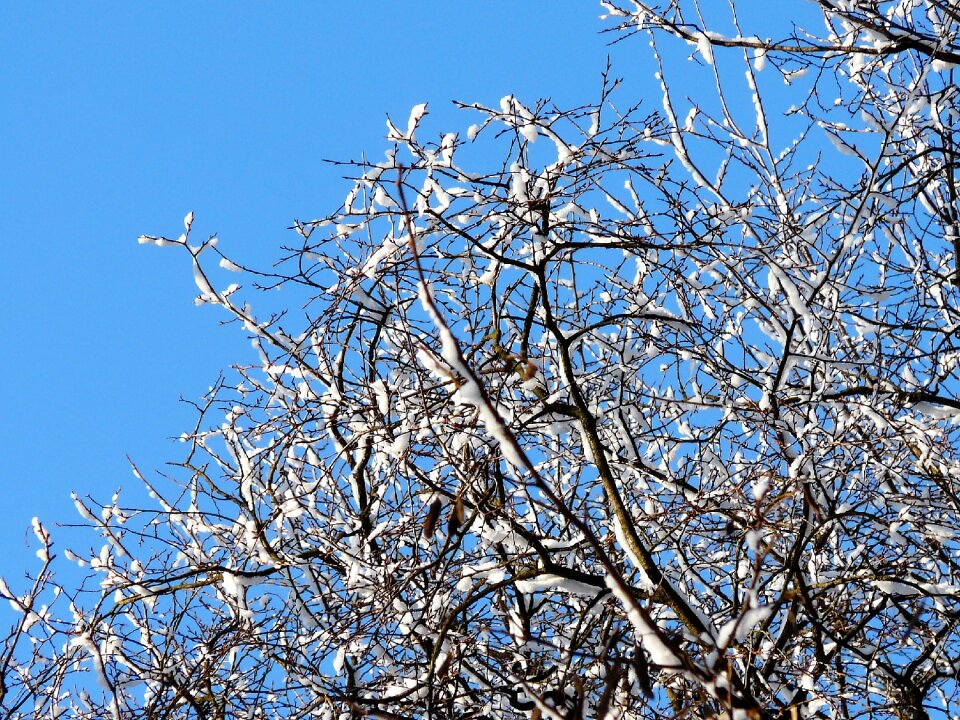 Branches tree the background