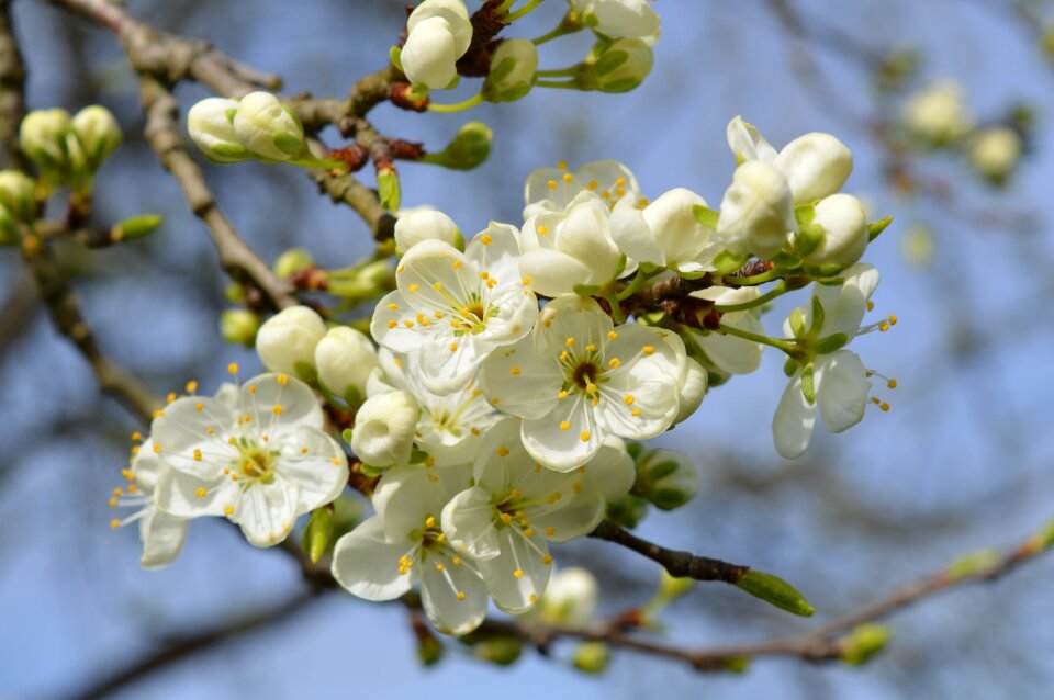 Bloom tree flower