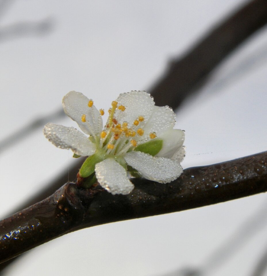 Flower blooming drops