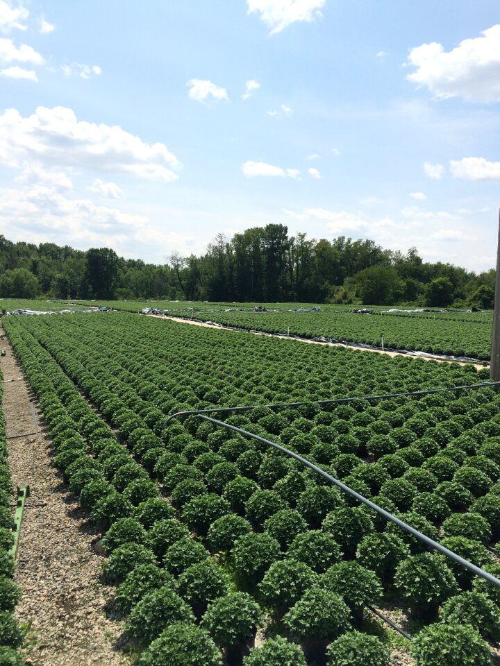 Greenhouse grower