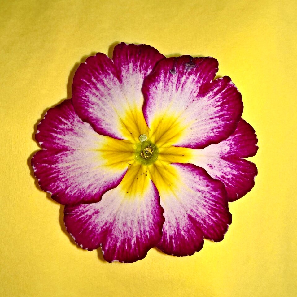 Primula single bloom close up