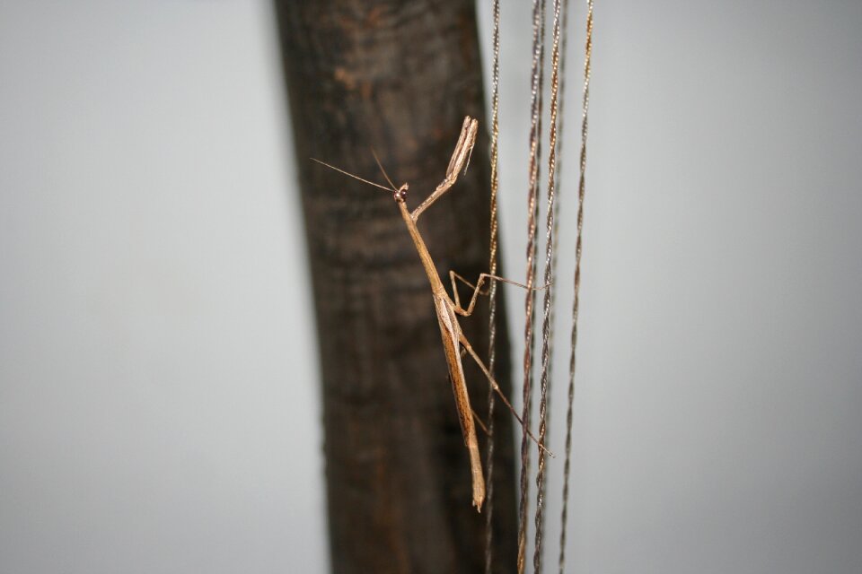 Mantis insect kenia