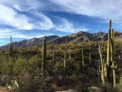 Landscape sonoran tucson photo