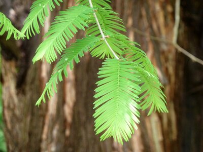 Bark tree tribe photo