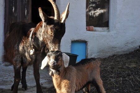 Animal goat's head domestic goat photo