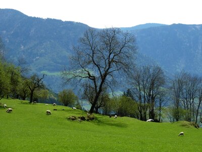 Alpine mountains meadow photo