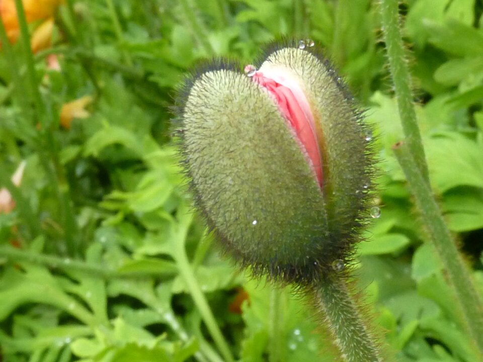 Mohngewaechs poppy bursting