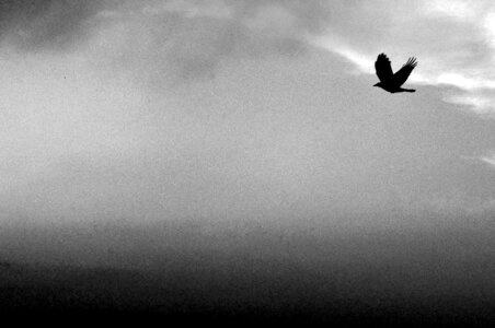Black white cover