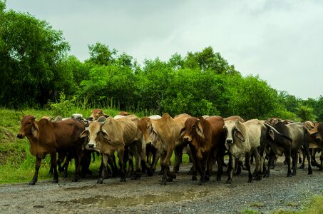 Farming farm animal