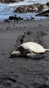 Black sand beach photo