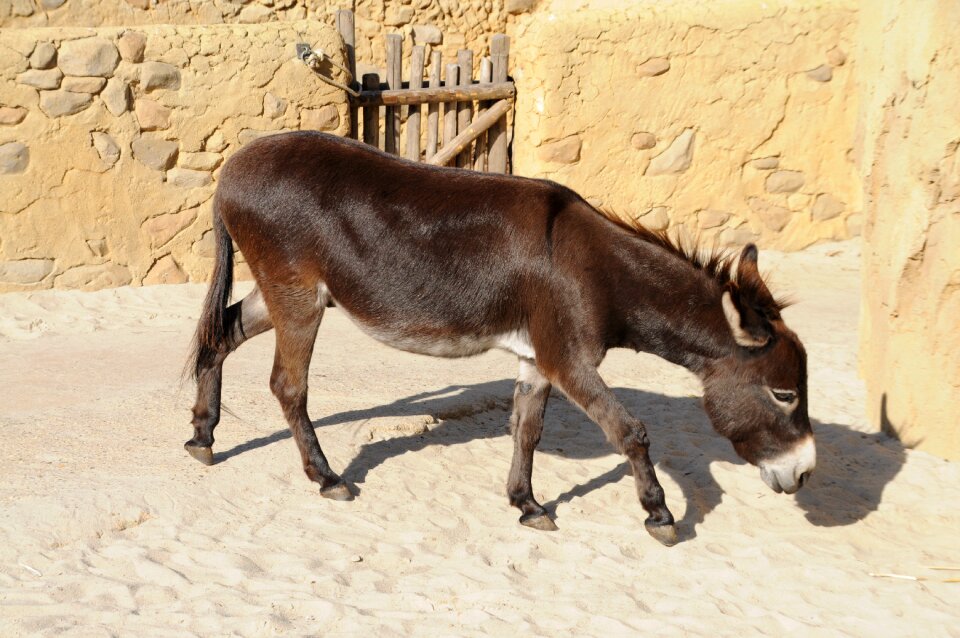Donkey animal beast of burden